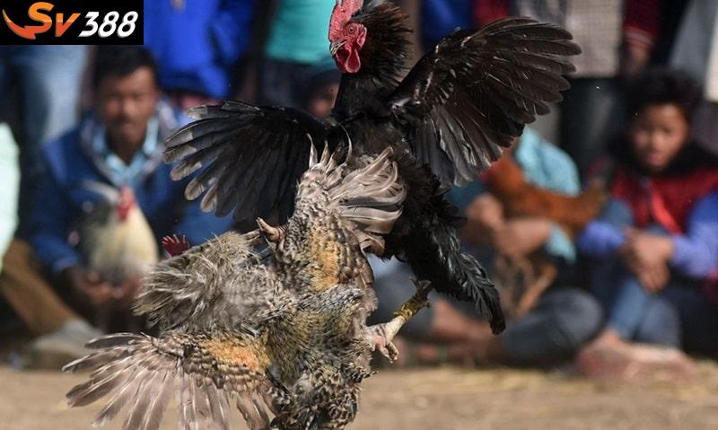 Xem ngày đá gà 12 giáp để gà thi đấu dễ dàng chiến thắng hơn