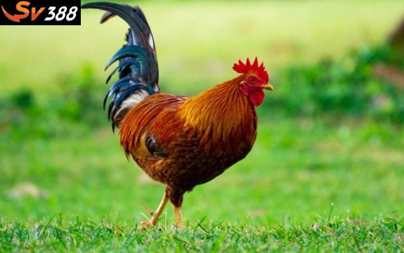 Xây dựng chế độ chăm sóc, huấn luyện khoa học để giúp gà chiến trở nên dũng mãnh