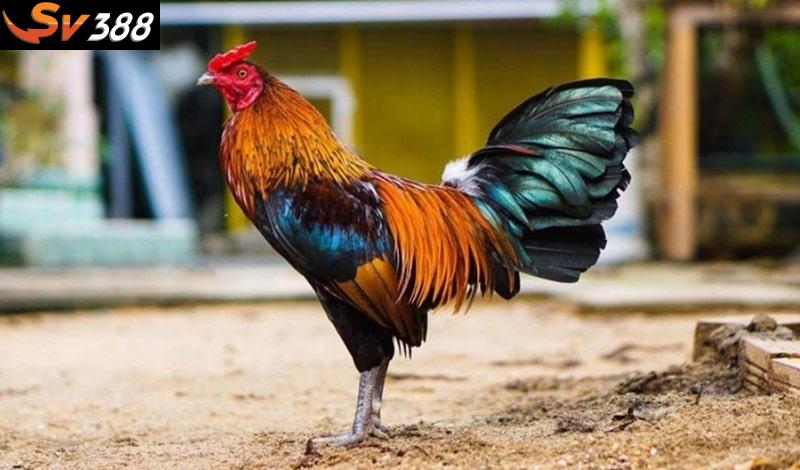 Khi thấy chiến kê chán ăn, lười vận động cho thấy gà của anh em đã mắc bệnh