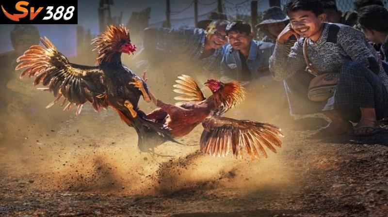 Khi thi đấu, các con gà đều phát huy tốt nhất thế mạnh của mình để giành chiến thắng