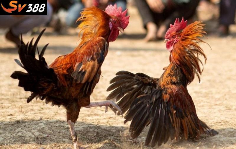 Người chơi đá gà hàng xáo phải có khả năng nắm bắt thời cơ tốt, thu về lợi nhuận cao nhất