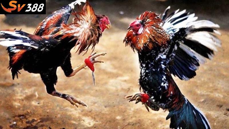 Đá gà hàng xáo chỉ là hình thức giải trí, không nên là khoản đầu tư duy nhất của bạn