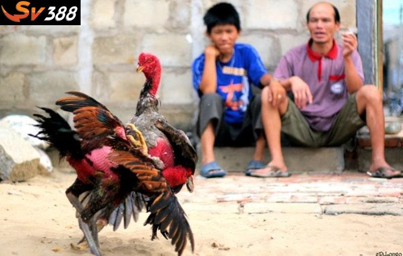 Cách làm cho gà chọi máu chiến qua luyện tập tăng cường thể lực và phản xạ