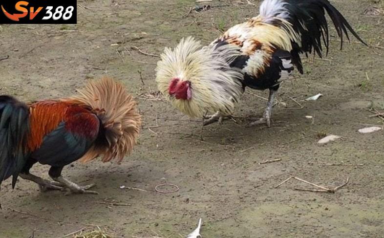 Chọn thời điểm luyện tập giúp gà chiến tăng sức bền và đòn đá hiểm hơn