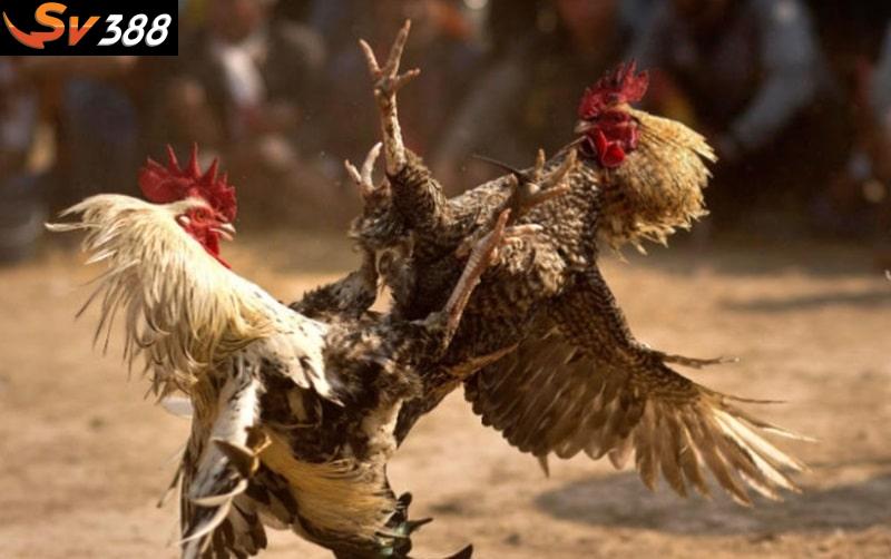 Cách làm cho gà chọi máu chiến khi ghép với đối thủ ngang cơ, tăng sự tự tin