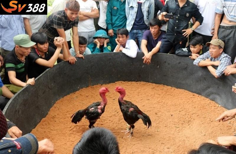 Mẹo cá cược hiệu quả khi tham gia đá gà đòn