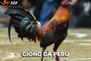 Khám phá giống gà Peru: Chiến kê dũng mãnh được săn lùng nhất