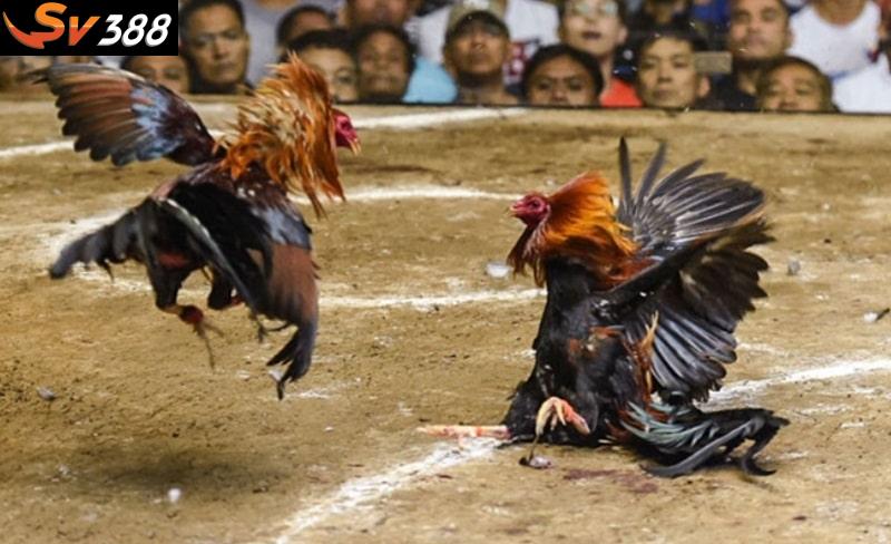 Lựa chọn hàng đầu trong đá gà trực tiếp luôn là giống Peru