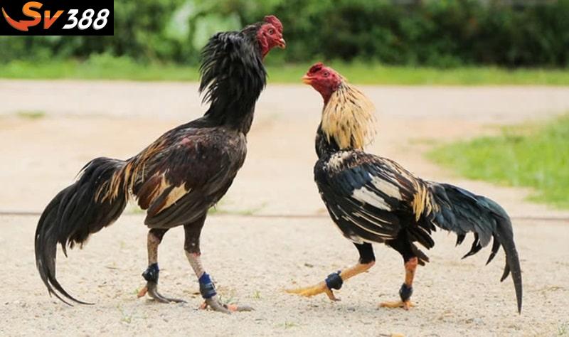Việc huấn luyện gà đá cựa sắt giúp chiến kê tăng sức bền và hiệu quả thi đấu