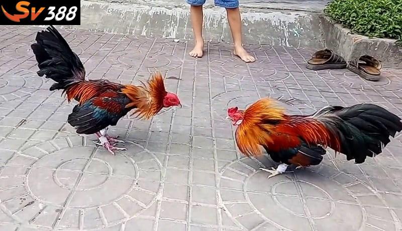 Chuẩn bị kỹ lưỡng trước huấn luyện gà đá cựa sắt