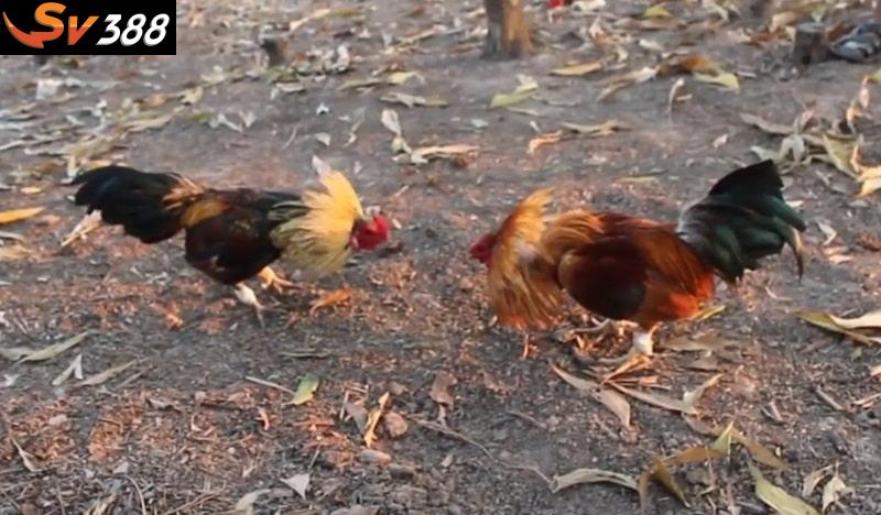 Áp dụng phương pháp khoa học trong huấn luyện gà đá cựa sắt
