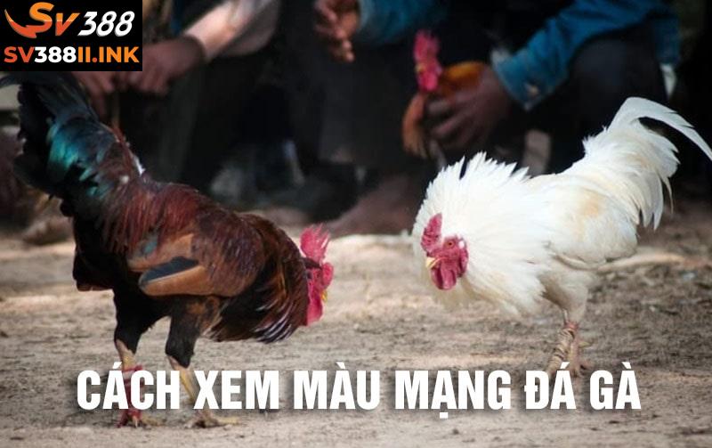 Cách xem màu mạng đá gà chuẩn nhất giúp thắng lớn tại SV388