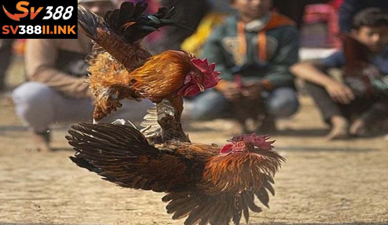 Khám phá thuật ngữ xem màu mạng đá gà là gì?