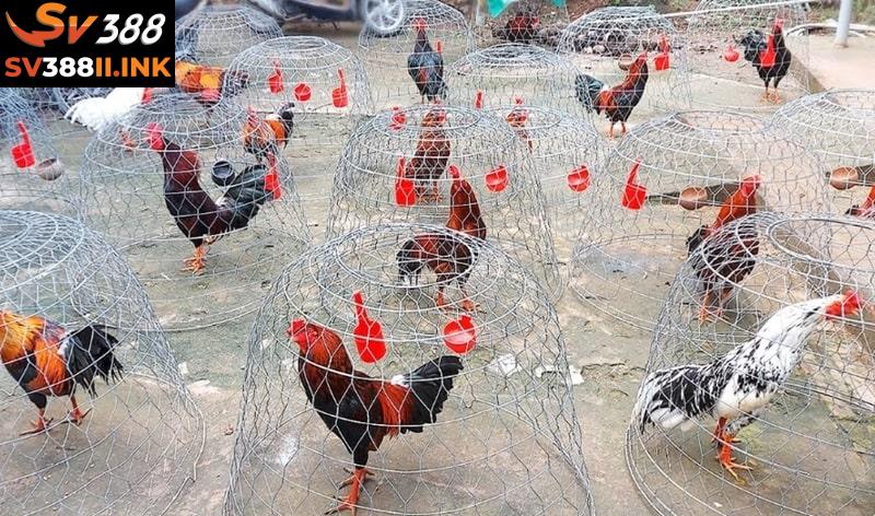 Vai trò của trại gà đá đối với cộng đồng người chơi đá gà SV388