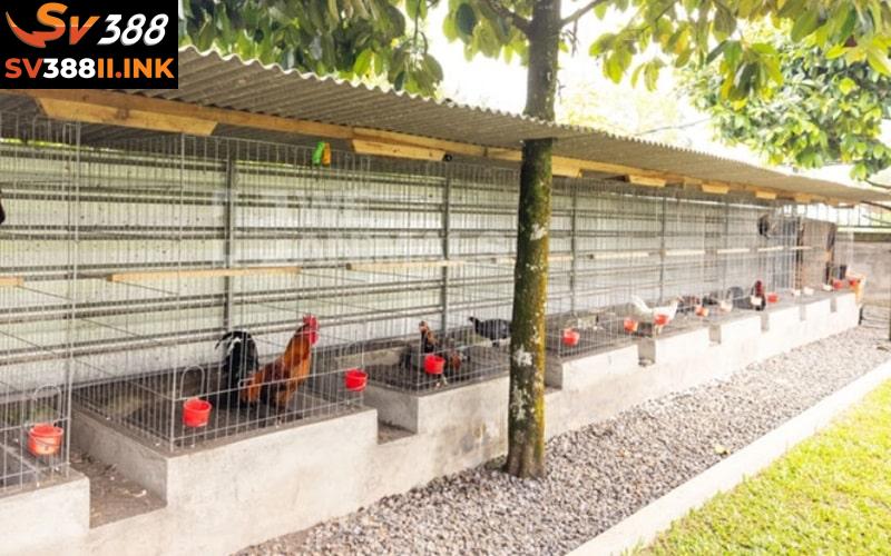 Chế độ dinh dưỡng rất quan trọng đối với chiến kê