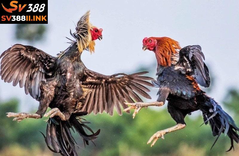 Những dấu hiệu cho thấy chiến kê là một con gà tài, đáng đầu tư