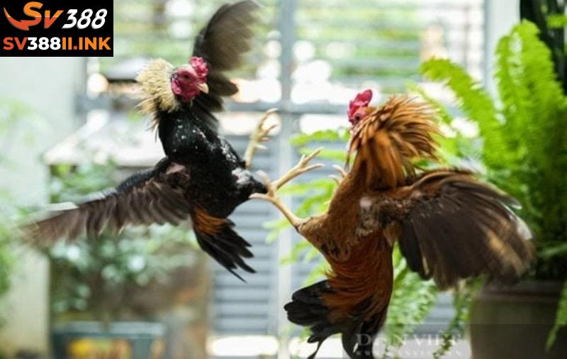 Nếu chiến kê của mình sở hữu những đòn đánh hay thì anh em có thể yên tâm vào tỷ lệ giành chiến thắng trên sới gà