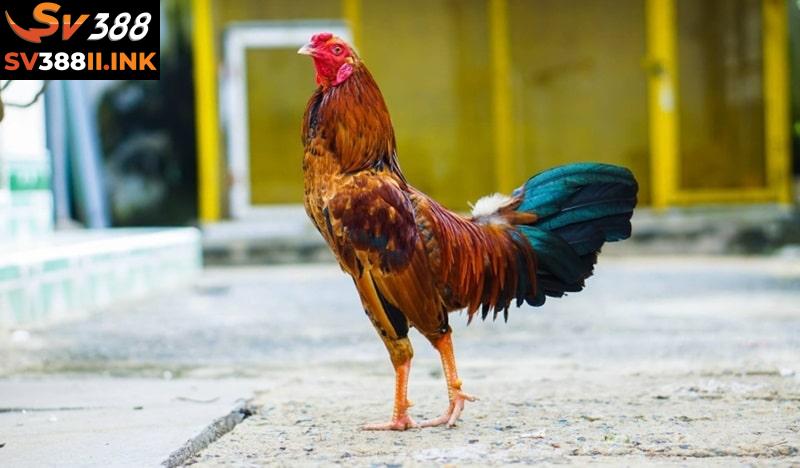 Trong các trận đá gà trực tiếp, gà tre thường hóa thân thành các chiến binh dũng mãnh