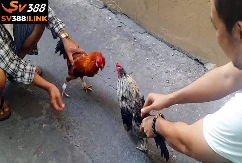 Dựa vào đặc điểm ngoại hình bên ngoài, anh em có thể biết được chiến kê đá gà tre