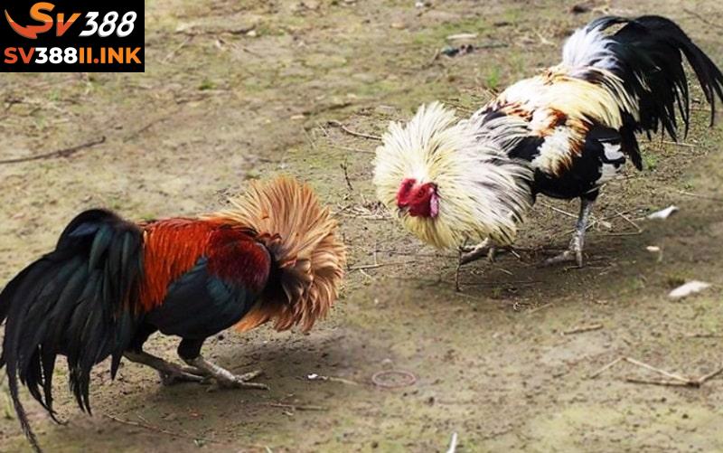 Nên dành thời gian tìm hiểu kỹ trước khi tham gia cá cược đá gà tre nói riêng và mọi trận đá gà nói chung