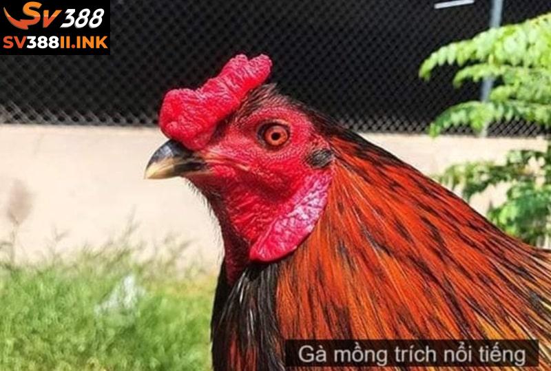 Gà danh xanh trích là từ được dùng để chỉ những chiến kê đã từng chiến thắng hơn 10 trận