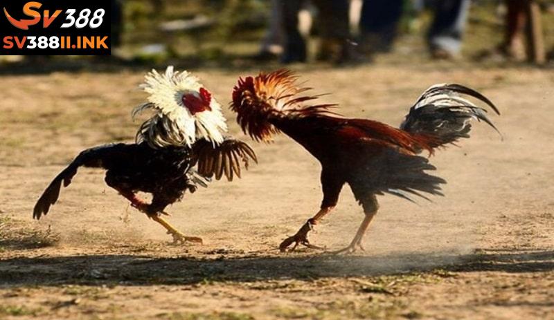 Gà mồng trích chính là yếu tố khiến những trận đá gà xanh trích trở nên ấn tượng hơn