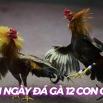 Bí kíp xem ngày đá gà 12 con giáp cực chính xác tại SV388