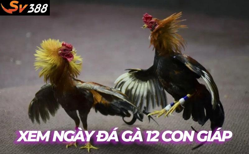 Bí kíp xem ngày đá gà 12 con giáp cực chính xác tại SV388