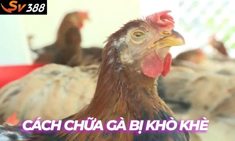 Những cách chữa gà bị khò khè đơn giản, hiệu quả ngay tại nhà