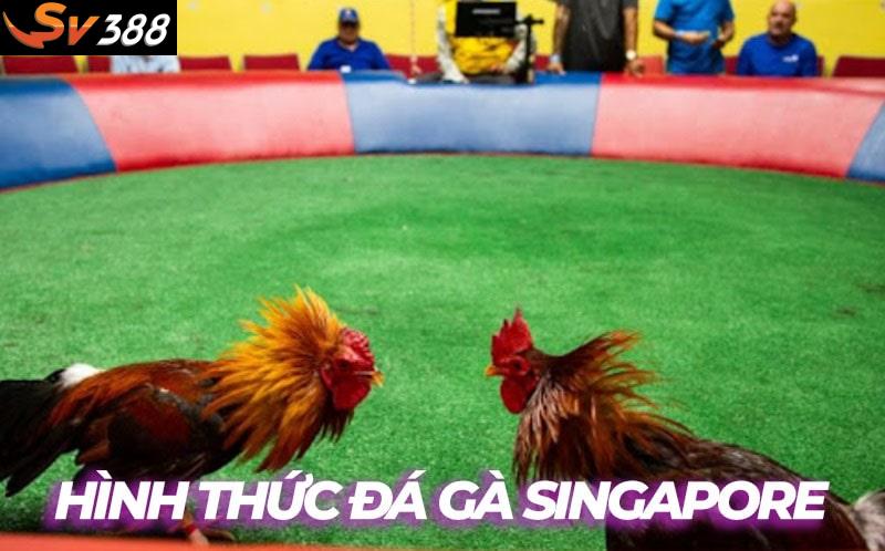 Đá gà Singapore là gì? Có nên tham gia cá cược hay không?