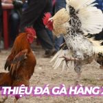 Kinh nghiệm đá gà hàng xáo sư kê SV388 không thể bỏ qua