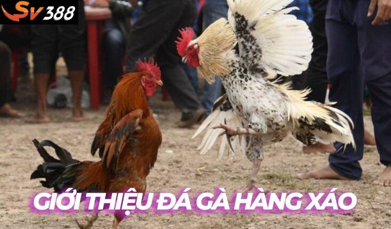 Kinh nghiệm đá gà hàng xáo sư kê SV388 không thể bỏ qua