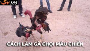 Cách làm cho gà chọi máu chiến hiệu quả và an toàn hiện nay