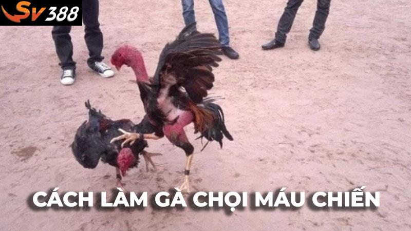 Cách làm cho gà chọi máu chiến hiệu quả và an toàn hiện nay