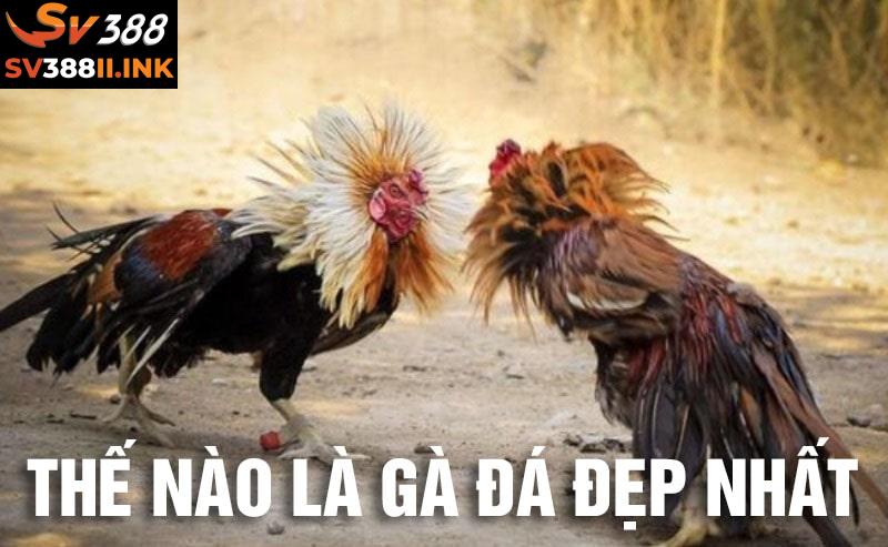 Xem các giống gà đá đẹp nhất với vẻ ngoài lộng lẫy tại SV388