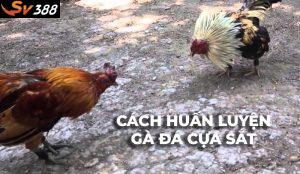 Phương pháp huấn luyện gà đá cựa sắt bài bản và hiệu quả