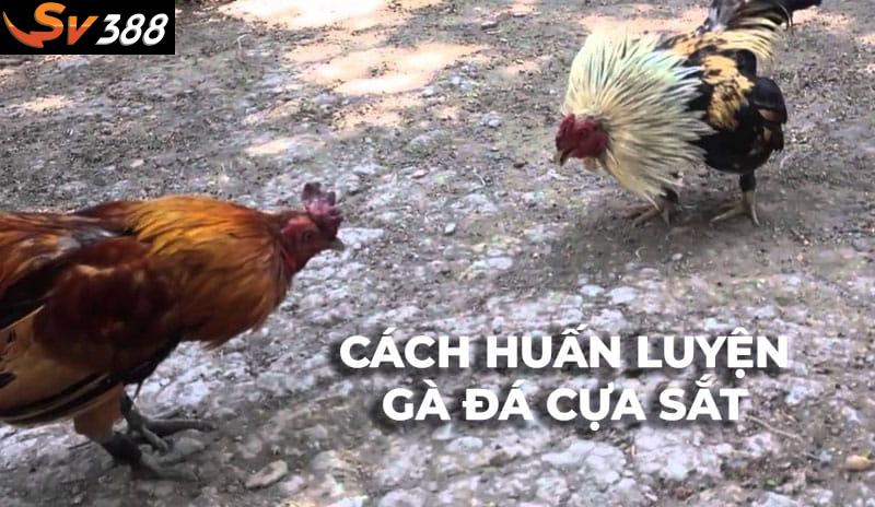 Phương pháp huấn luyện gà đá cựa sắt bài bản và hiệu quả
