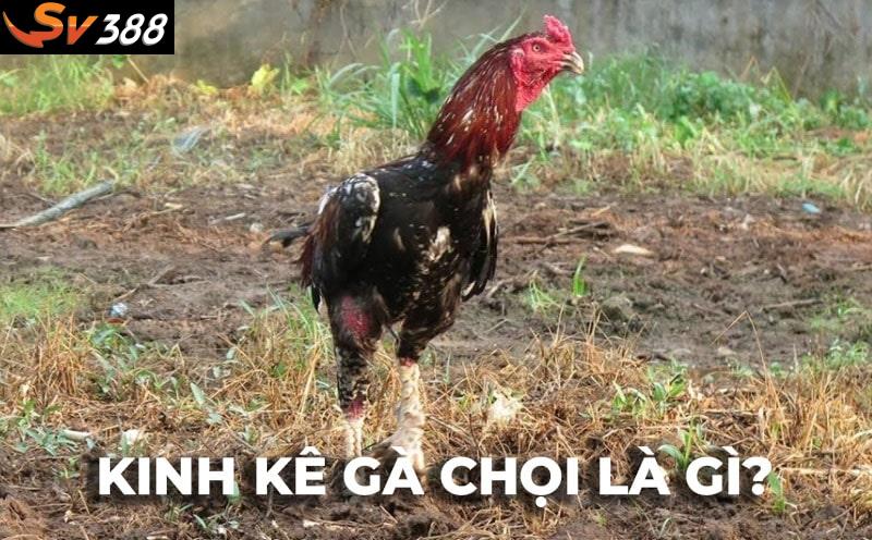 Kinh kê gà chọi: Bí quyết xem tướng mạo gà chiến khỏe, đá hay
