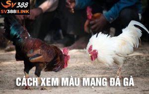 Cách xem màu mạng đá gà chuẩn nhất giúp thắng lớn tại SV388