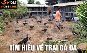 Trại Gà Đá: Cái nôi sản sinh ra những chiến kê huyền thoại