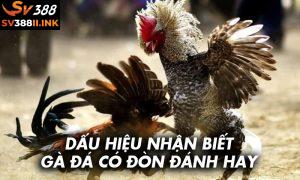 Bí kíp nhìn tướng đoán đòn đánh của gà chọi chuẩn tại SV388