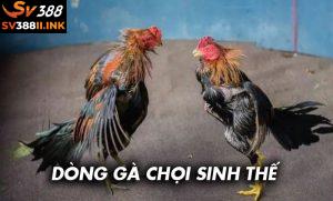 Dòng gà chọi sinh thế đá có hay như lời đồn không?
