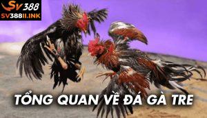 Kinh nghiệm chơi đá gà tre 100% thắng của sư kê SV388