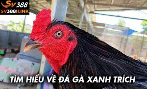 Đá gà xanh trích là gì? Khám phá về giống hùng kê tại SV388